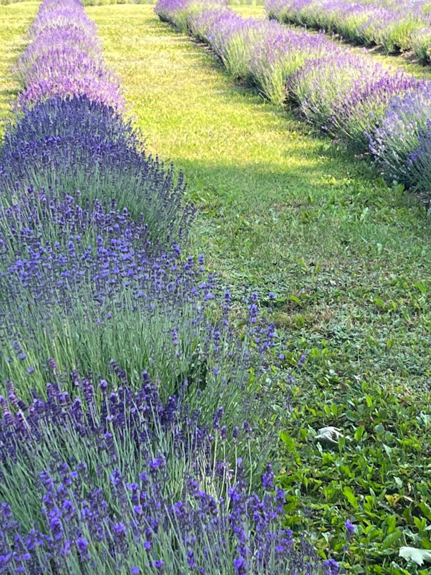 Lavender Village Kiemeliai Exteriör bild