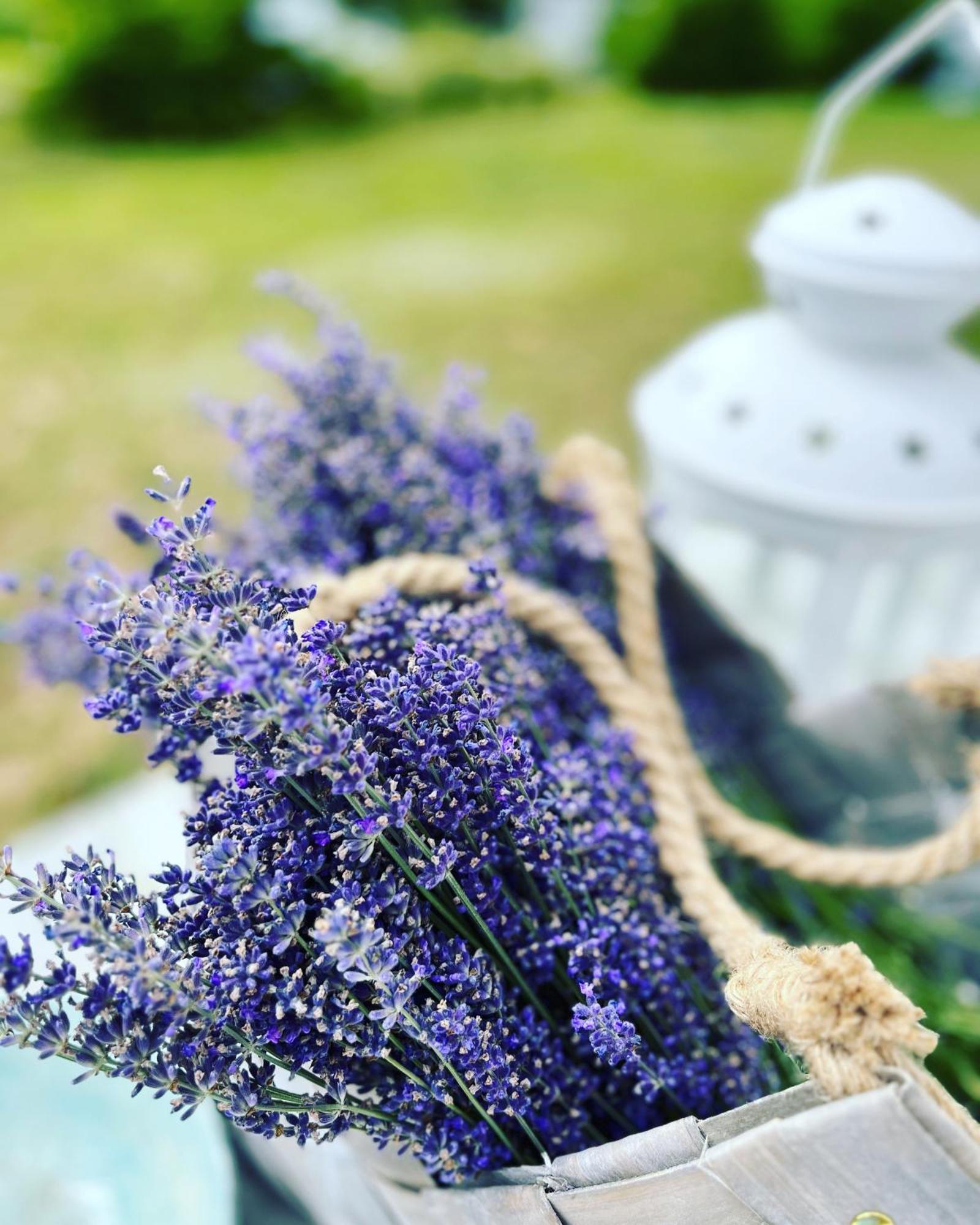 Lavender Village Kiemeliai Exteriör bild