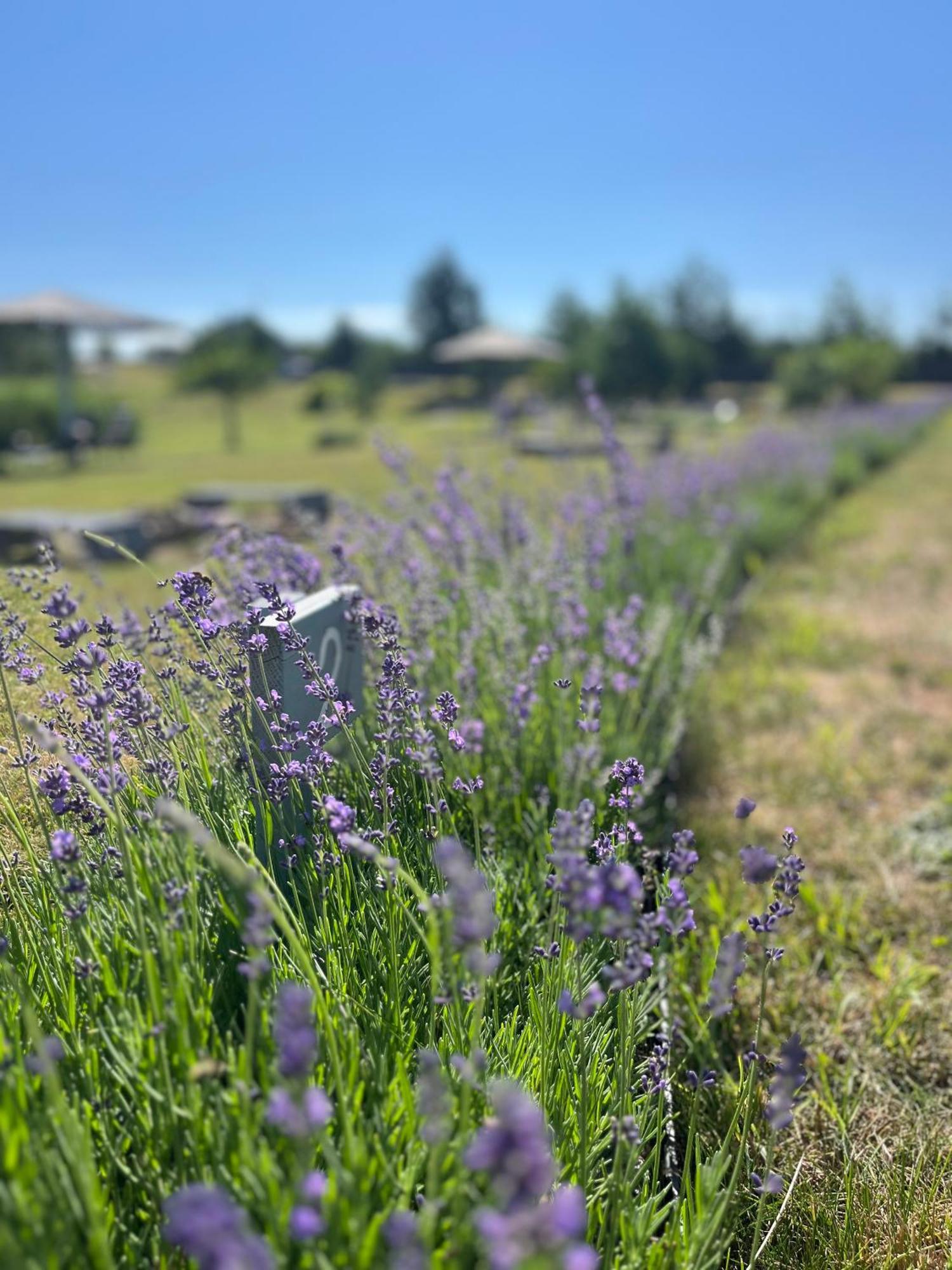 Lavender Village Kiemeliai Exteriör bild