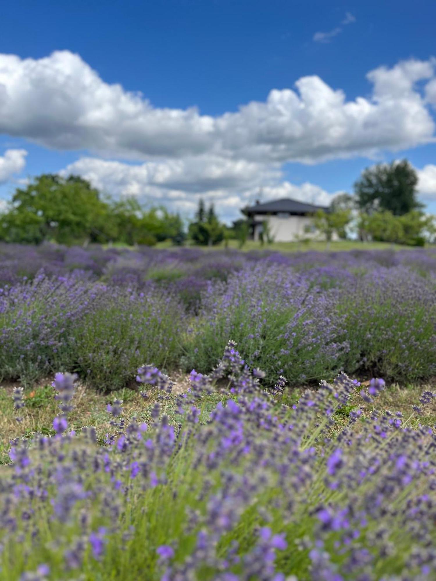 Lavender Village Kiemeliai Exteriör bild