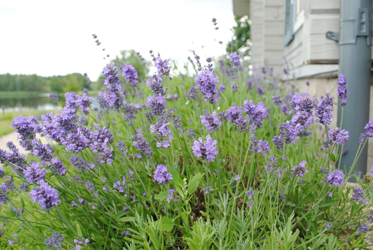 Lavender Village Kiemeliai Exteriör bild