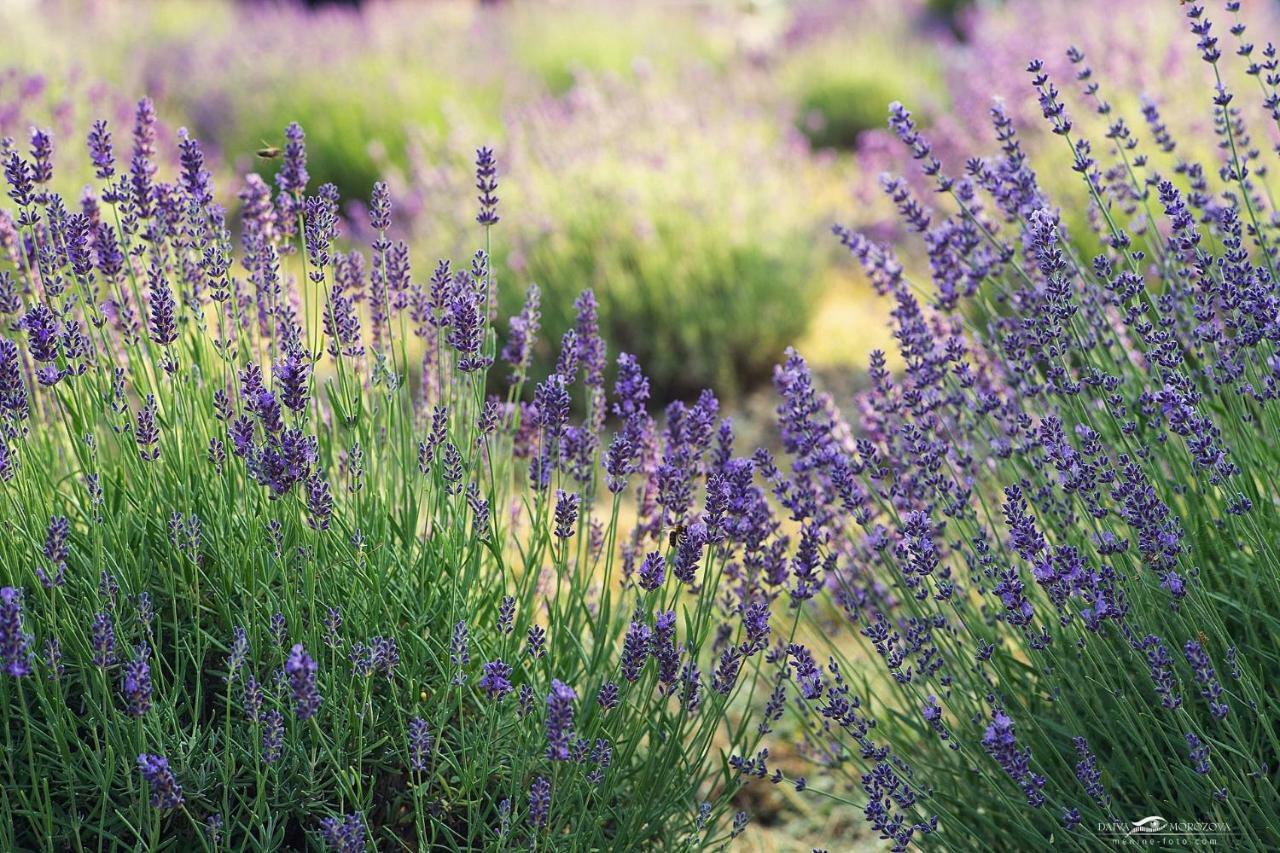 Lavender Village Kiemeliai Exteriör bild