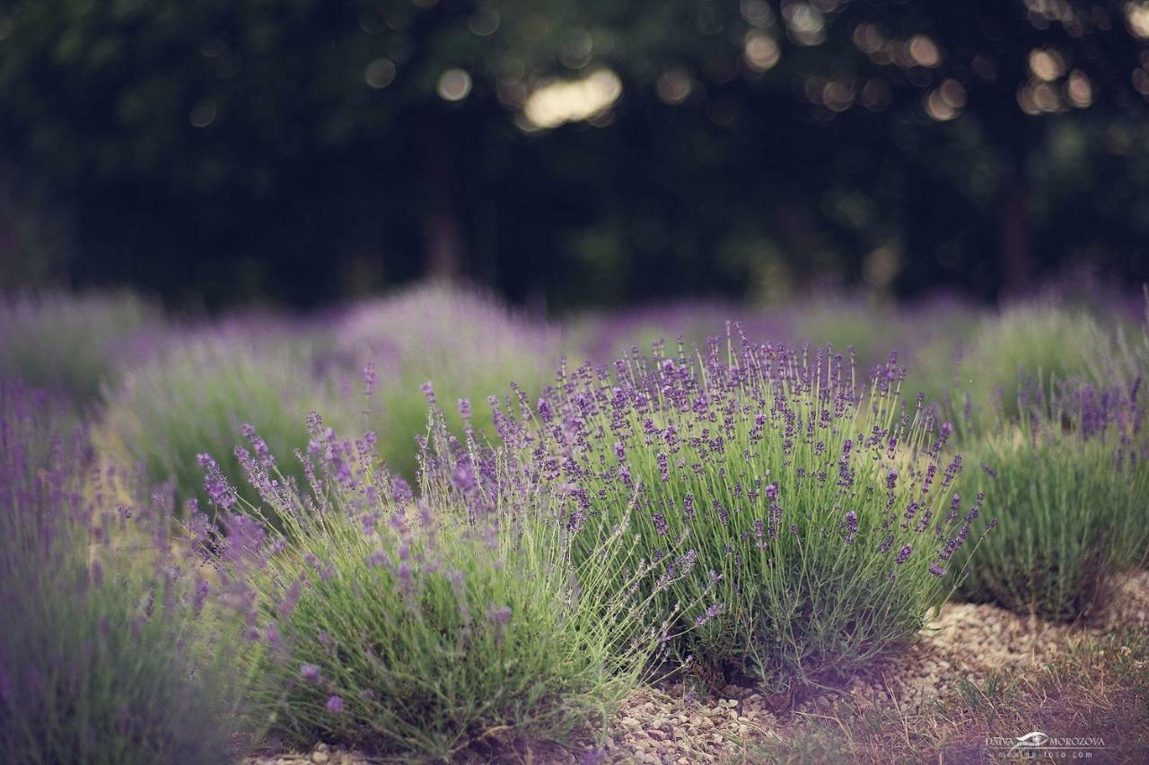 Lavender Village Kiemeliai Exteriör bild